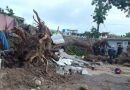 Puerto Cabello: Enorme samán colapsó, y afectó dos viviendas y un vehículo