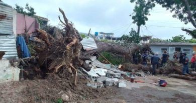 Puerto Cabello: Enorme samán colapsó, y afectó dos viviendas y un vehículo