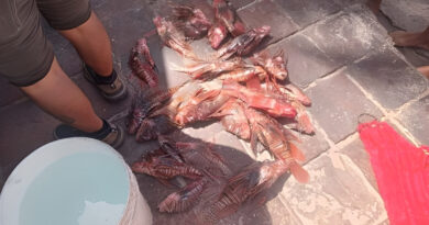 Falcón | Promueven la pesca del pez león que acecha a otras especies en Morrocoy