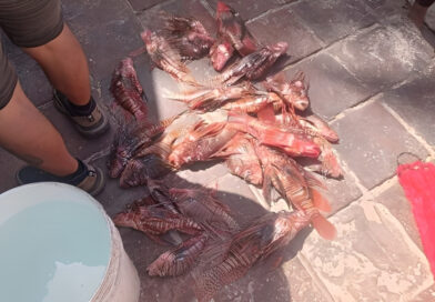 Falcón | Promueven la pesca del pez león que acecha a otras especies en Morrocoy